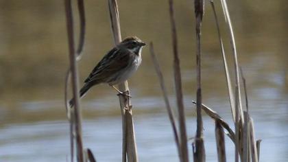 Bataklık Kirazkuşu