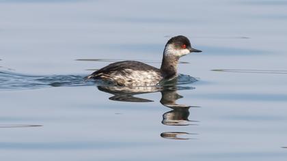 Karaboyunlu batağan