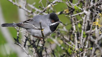 Karaboğazlı ötleğen