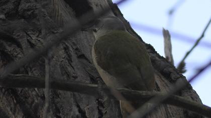 Küçük yeşil ağaçkakan