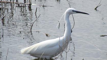 Küçük ak balıkçıl