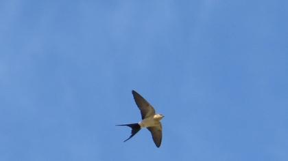 Kızıl kırlangıç