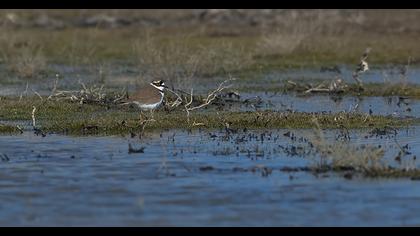Halkalı küçük cılıbıt