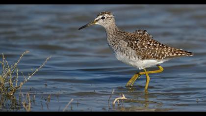 Orman düdükçünü