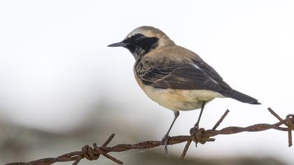 Karakulaklı kuyrukkakan