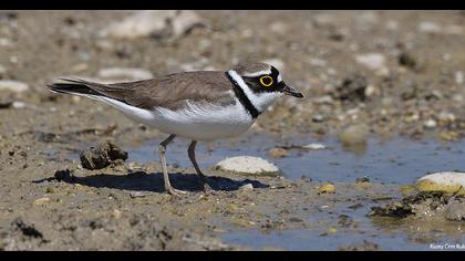 Halkalı küçük cılıbıt