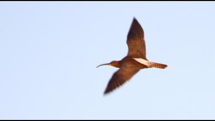 Sürmeli kervançulluğu