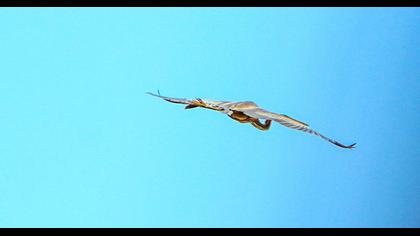 Erguvani balıkçıl