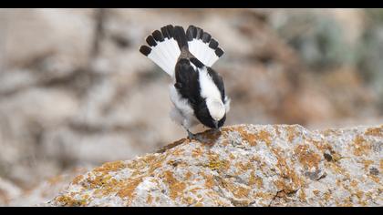 Aksırtlı kuyrukkakan