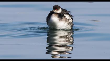 Karaboyunlu batağan
