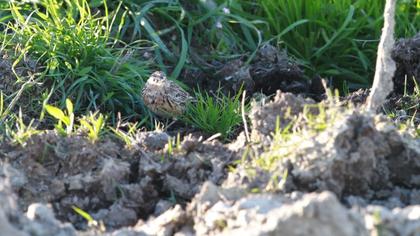 Kızılgerdanlı incirkuşu