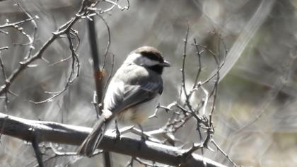 Akyanaklı baştankara