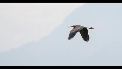 Erguvani balıkçıl