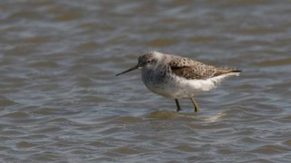 Bataklık düdükçünü