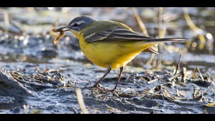 Sarı kuyruksallayan