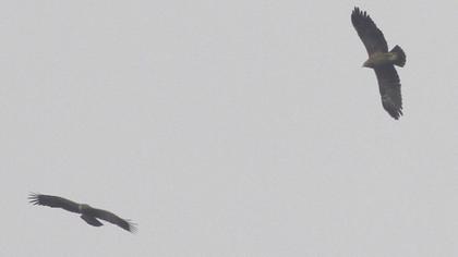 Küçük orman kartalı