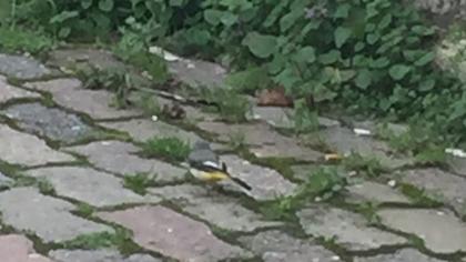 Dağ kuyruksallayanı