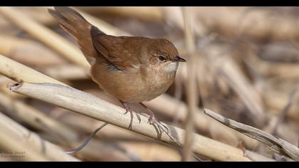 Bataklık kamışçını
