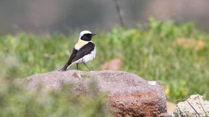 Karakulaklı kuyrukkakan