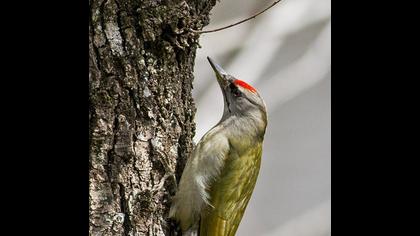 Küçük yeşil ağaçkakan
