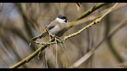 Kayın baştankarası
