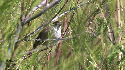 Karabaşlı ötleğen