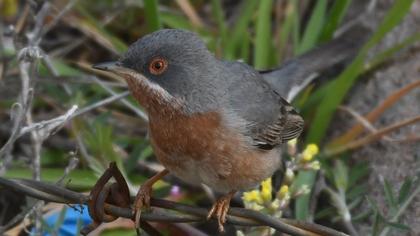 Bıyıklı ötleğen