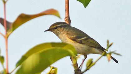 Sarıkaşlı çıvgın