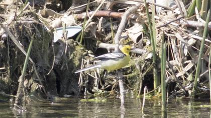 Sarıbaşlı kuyruksallayan