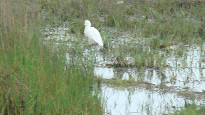 Sığır balıkçılı