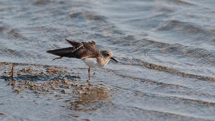 Sarıbacaklı kumkuşu