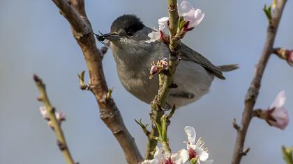 Karabaşlı ötleğen