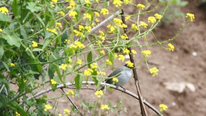 Karabaşlı ötleğen