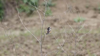 Maskeli örümcekkuşu