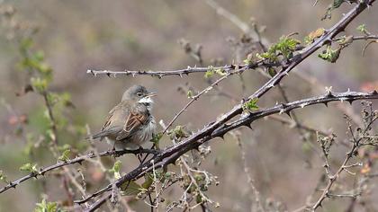Akgerdanlı ötleğen