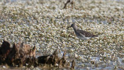 Orman düdükçünü