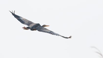 Erguvani balıkçıl