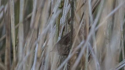 Bataklık kamışçını