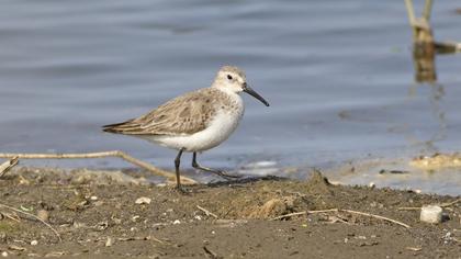 Karakarınlı kumkuşu