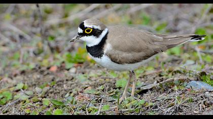 Halkalı küçük cılıbıt