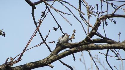 Küçük ağaçkakan