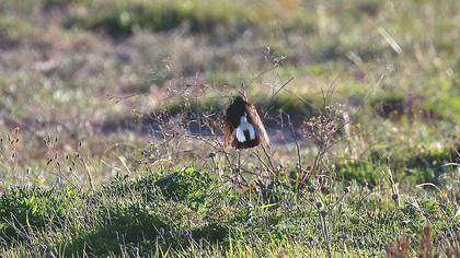Kıbrıs kuyrukkakanı