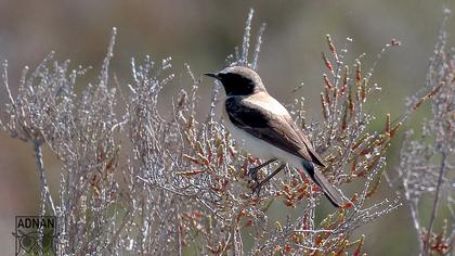 Karakulaklı kuyrukkakan