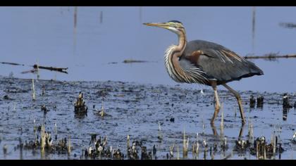 Erguvani balıkçıl