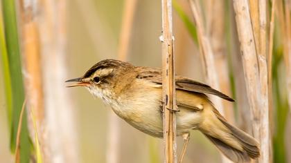 Kındıra kamışçını