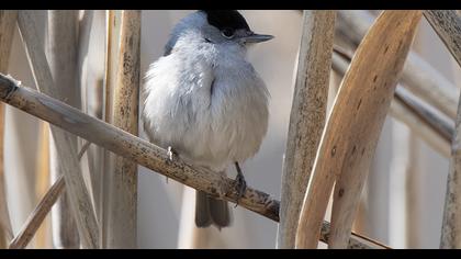 Karabaşlı ötleğen