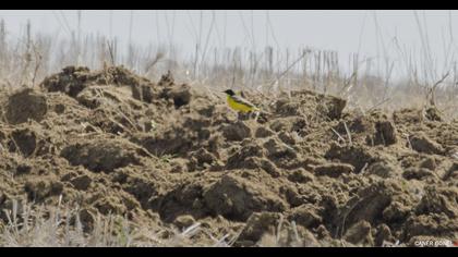 Sarı kuyruksallayan