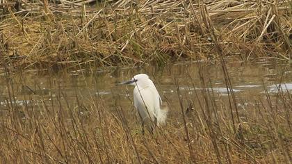 Küçük ak balıkçıl