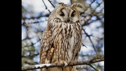 Kulaklı orman baykuşu