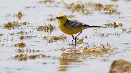 Sarıbaşlı kuyruksallayan